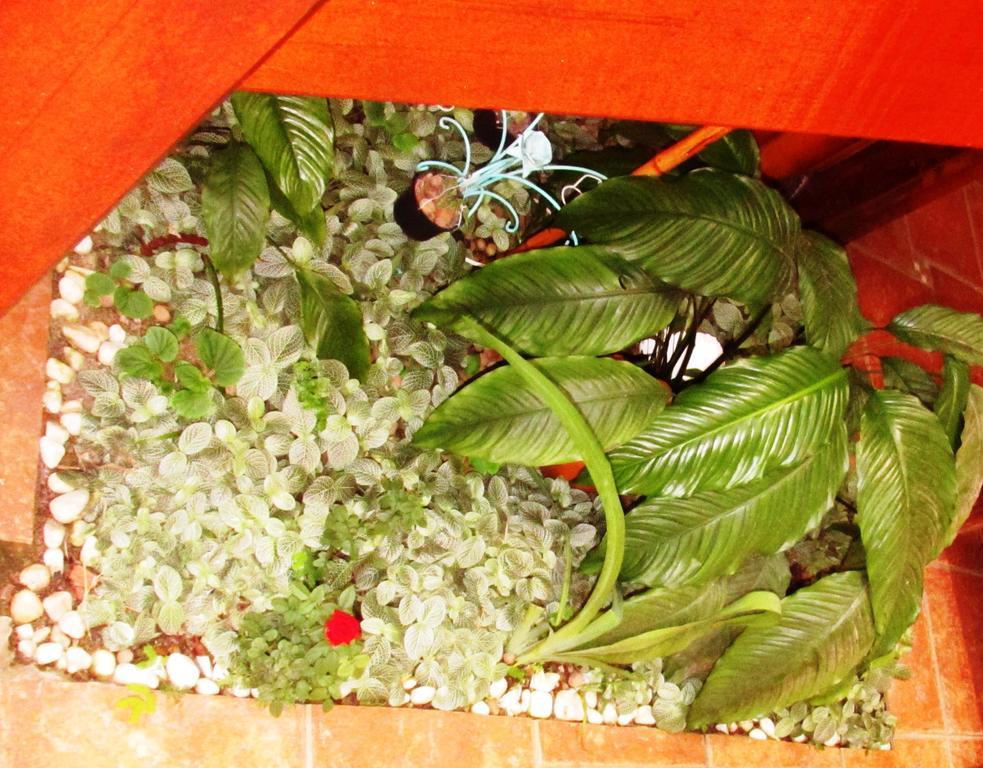 Pousada Flor De Lis Ilha Grande  エクステリア 写真