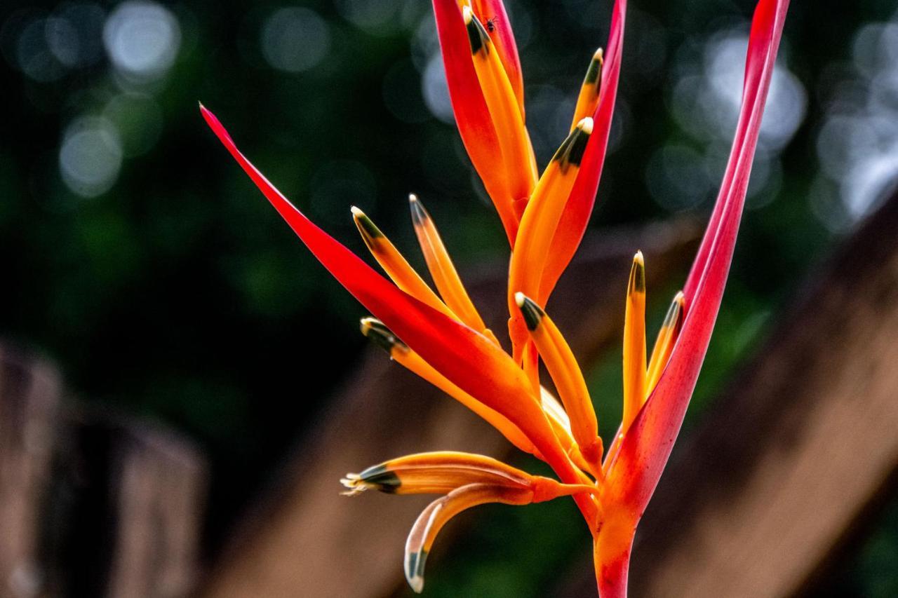 Pousada Flor De Lis Ilha Grande  エクステリア 写真