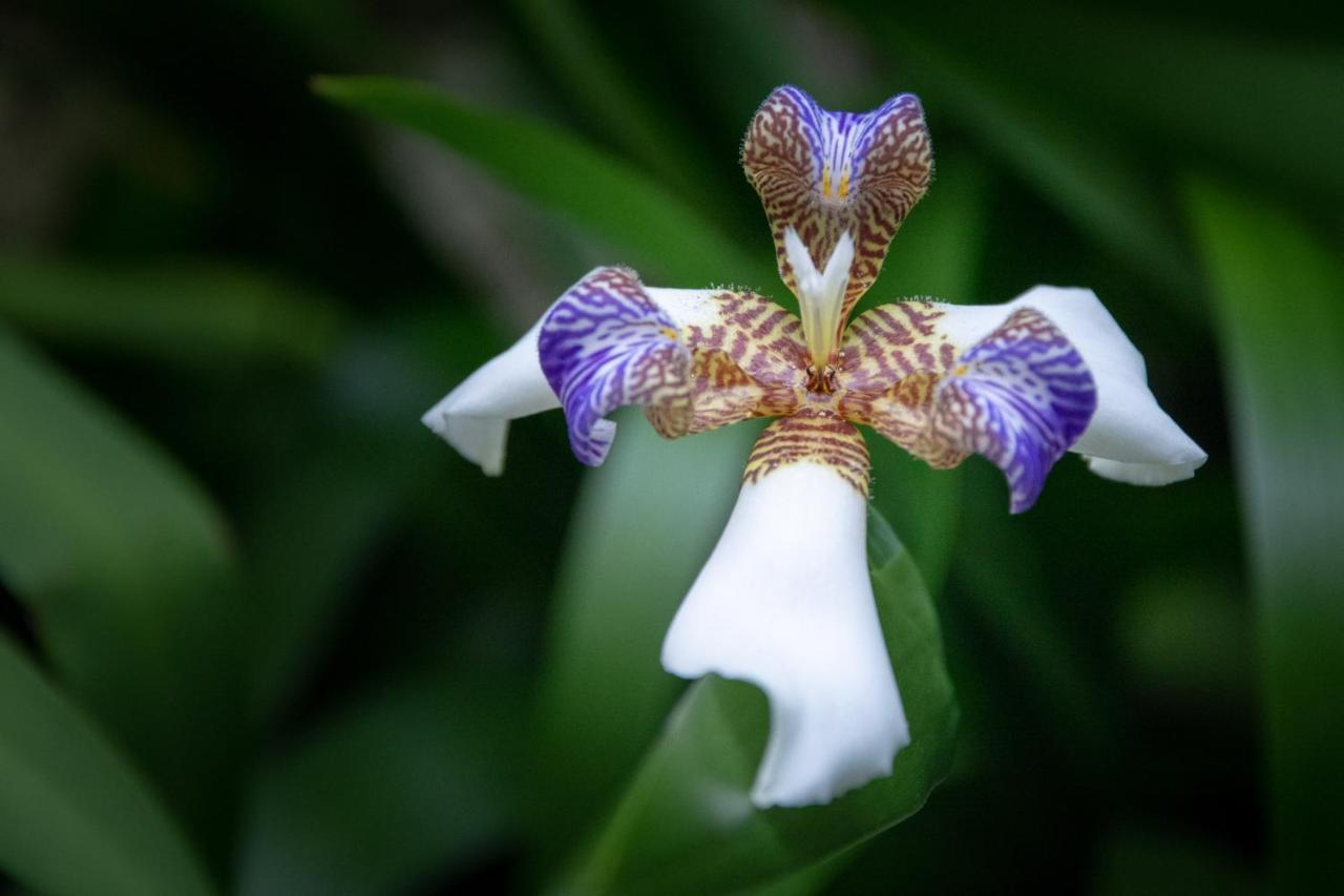 Pousada Flor De Lis Ilha Grande  エクステリア 写真